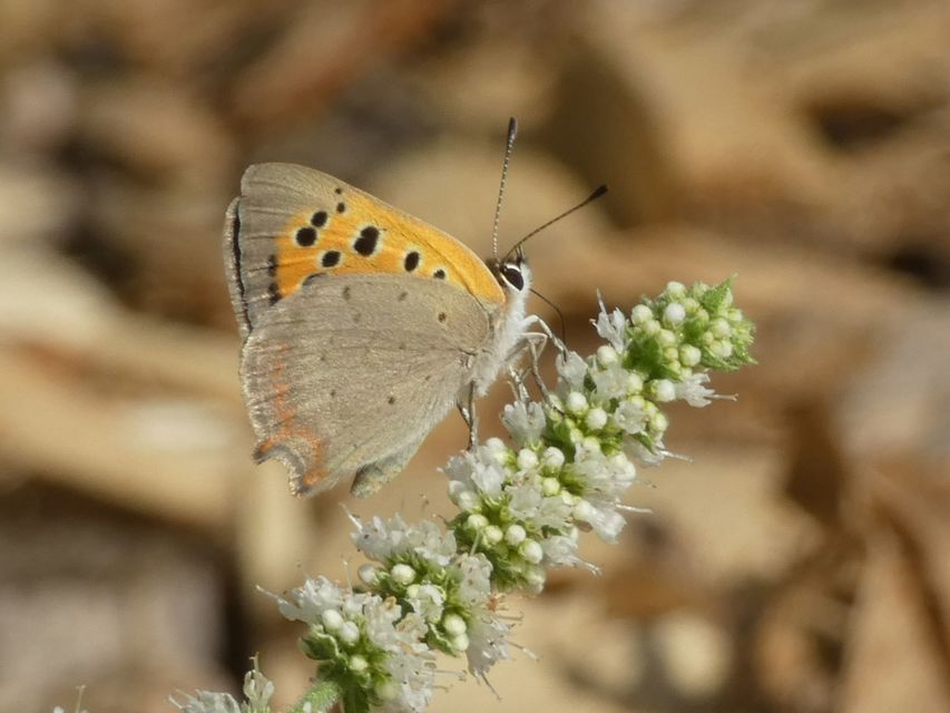Lycaena phlaeas - közönséges tűzlepke
