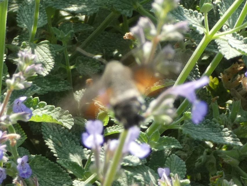 Macroglossum stellatarum - kacsafarkú szender