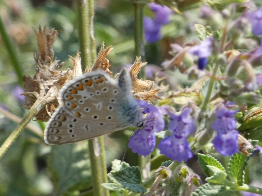 Polyommatus icarus - közönséges boglárka