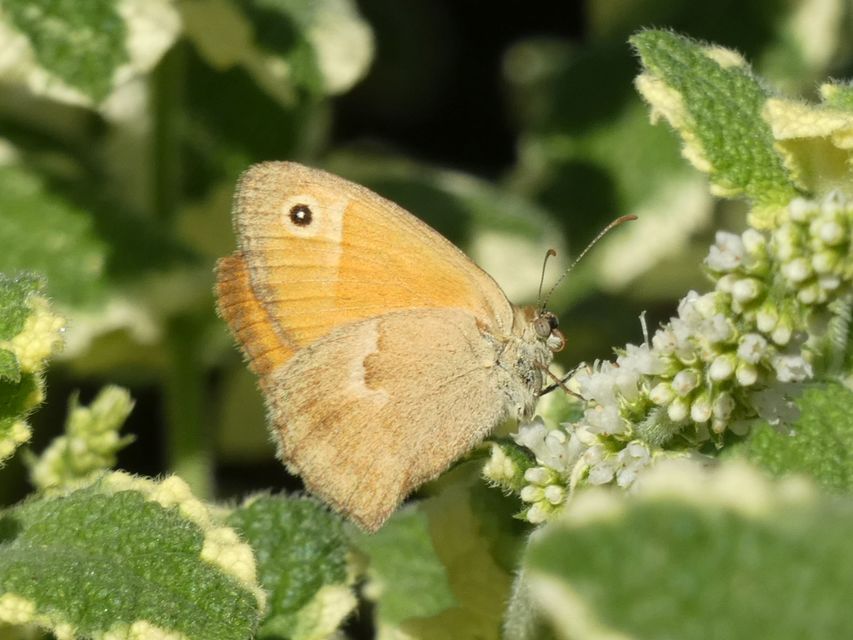 Coenonympha pamphilus - kis szénalepke