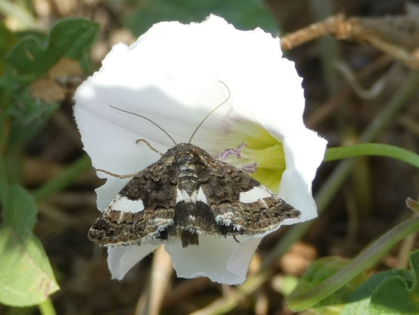 Tyta luctuosa - fekete nappalibagoly