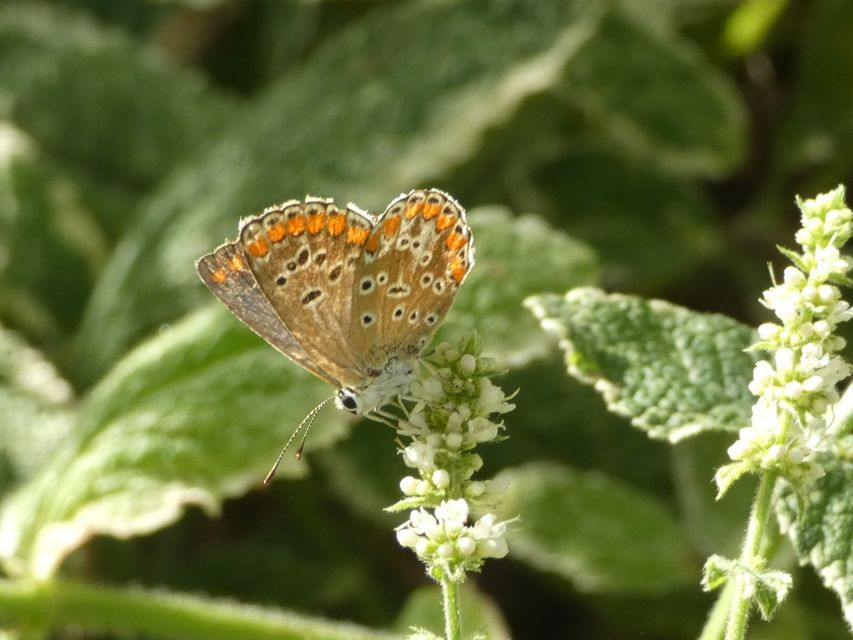 Aricia agestis - szerecsenboglárka