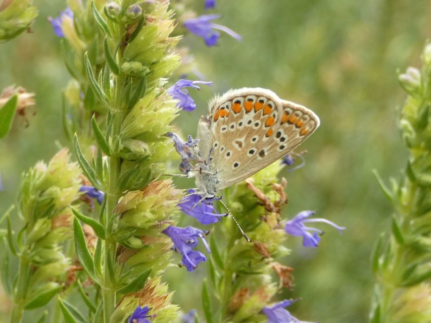 Polyommatus icarus - közönséges boglárka