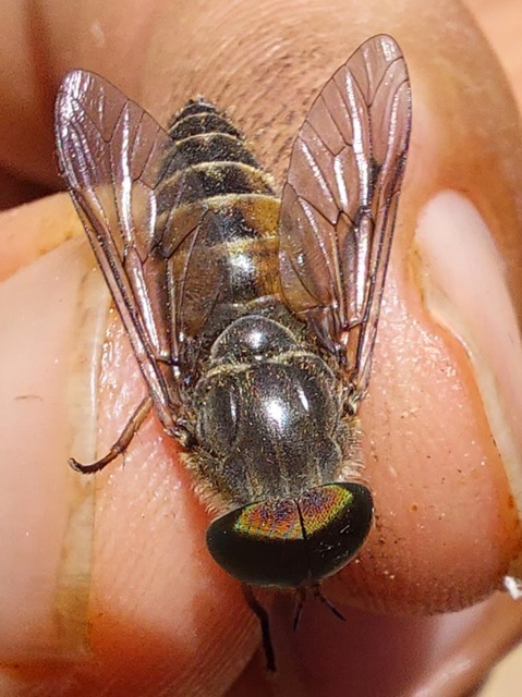 Tabanus
