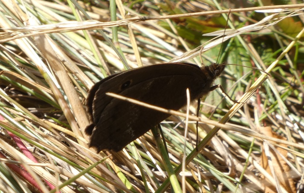 Minois dryas - fekete szemeslepke