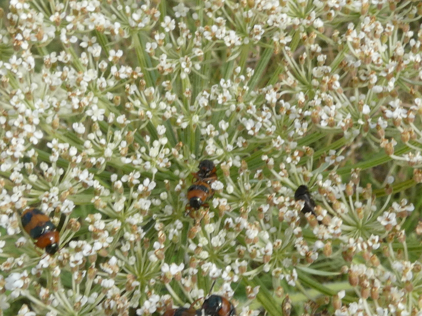 Coptocephala unifasciata - sárgalábú hullóbogár