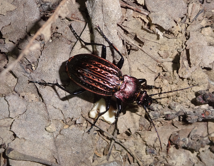 Carabus ulrichii - rezes futrinka Carabus ulrichii - rezes futrinka