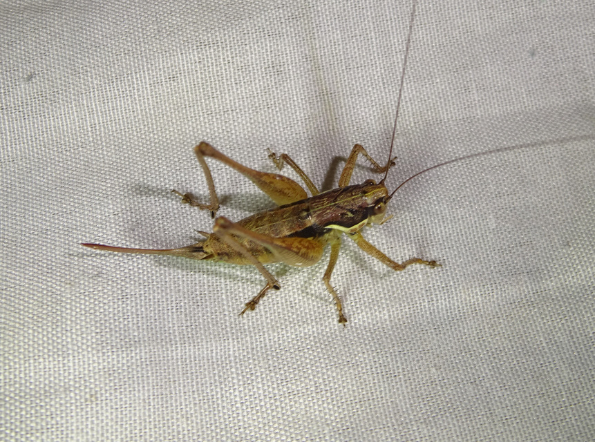 Pachytrachis gracilis - karcsú szöcske