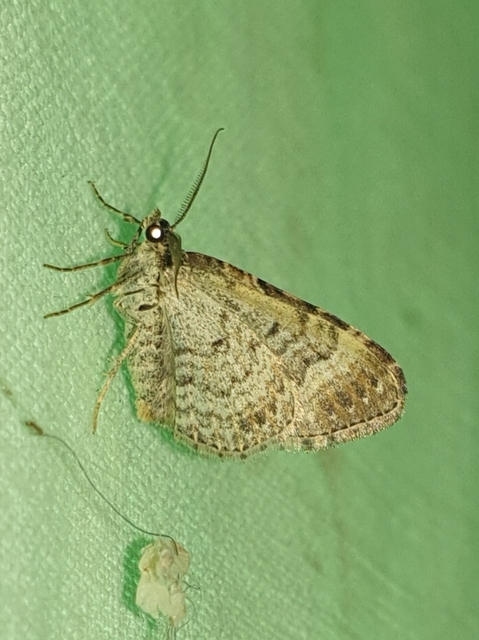 Xanthorhoe spadicearia - sávos tarkaaraszoló