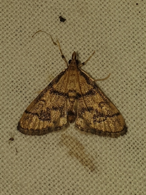 Metasia ophialis - kígyósávos tűzmoly