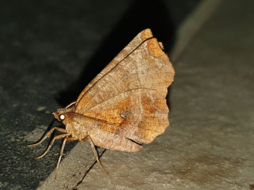 kétfoltos holdasaraszoló - Selenia dentaria