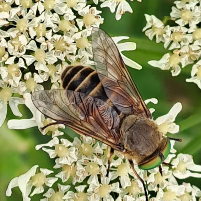 Diptera - Kétszárnyúak