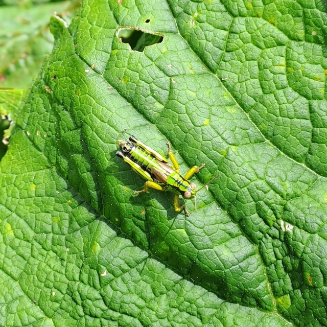 Miramella alpina - alpesi sáska