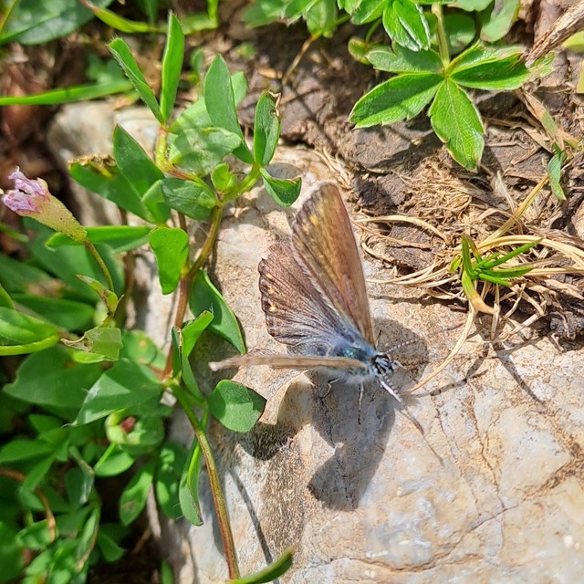 Polyommatus icarus - közönséges boglárka
