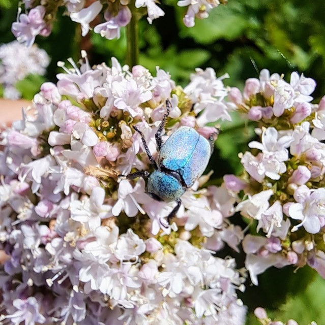 Hoplia argentea - ezüstös virágcserebogár