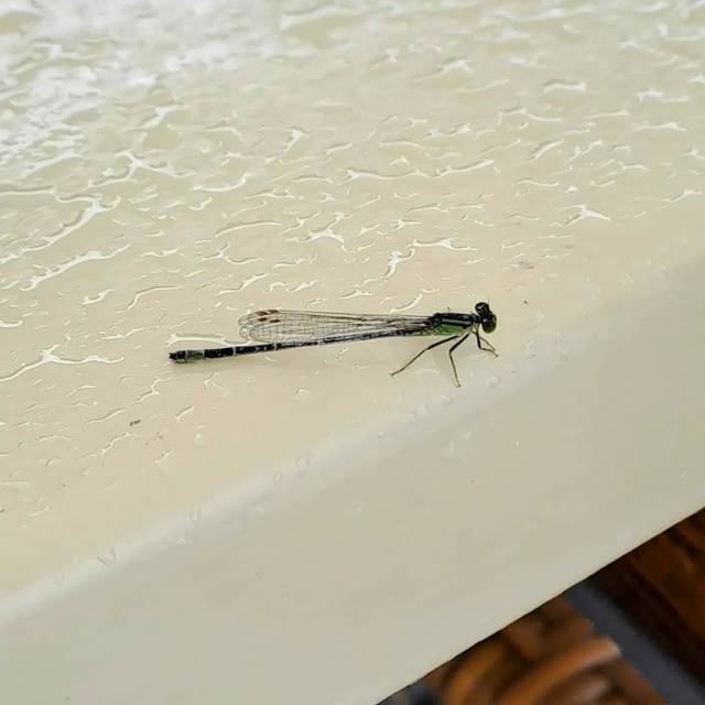 Ischnura elegans pontica - kéköves légivadász