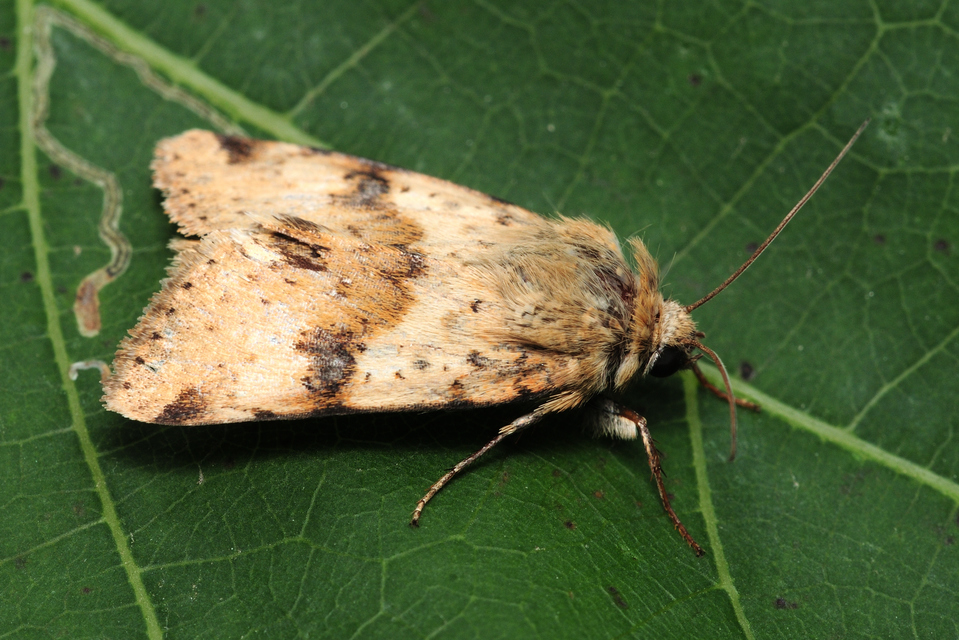 Heliothis viriplaca - mácsonyabagoly
