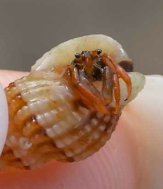 Crustacea - Rákok