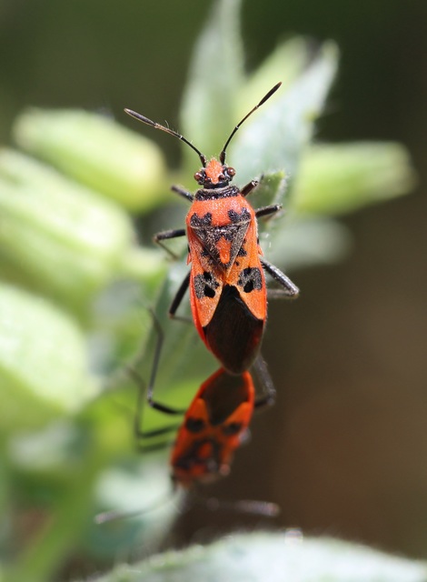 Corizus hyoscyami - piros karimáspoloska