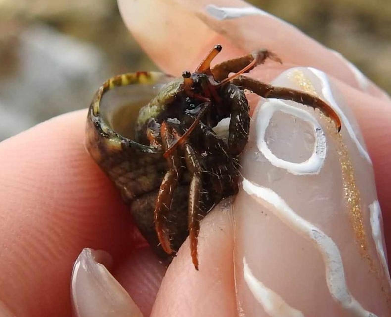 Crustacea - Rákok