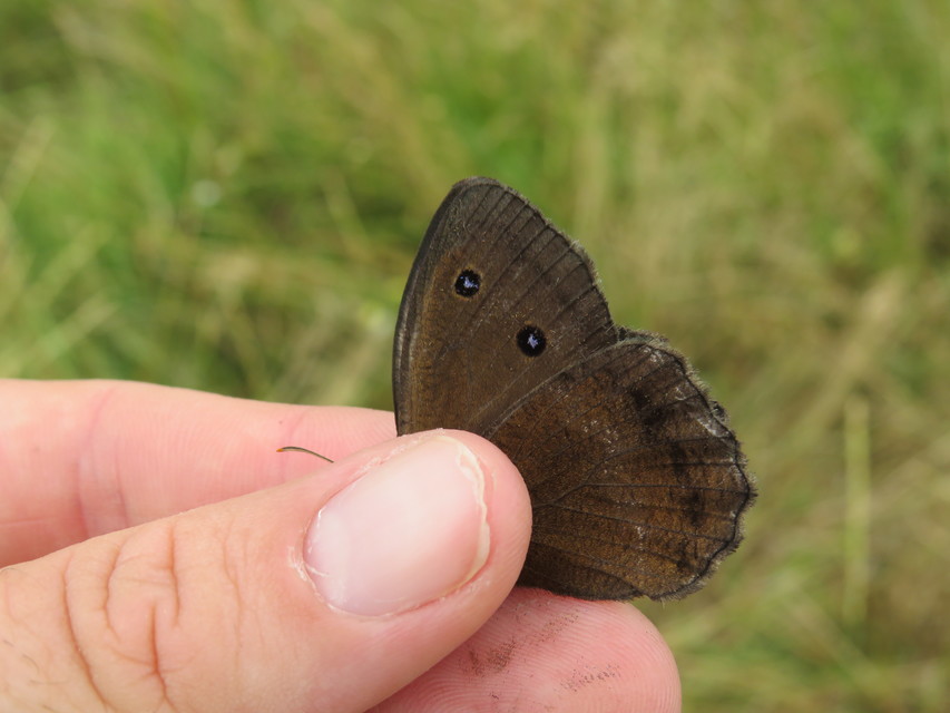 Minois dryas - fekete szemeslepke