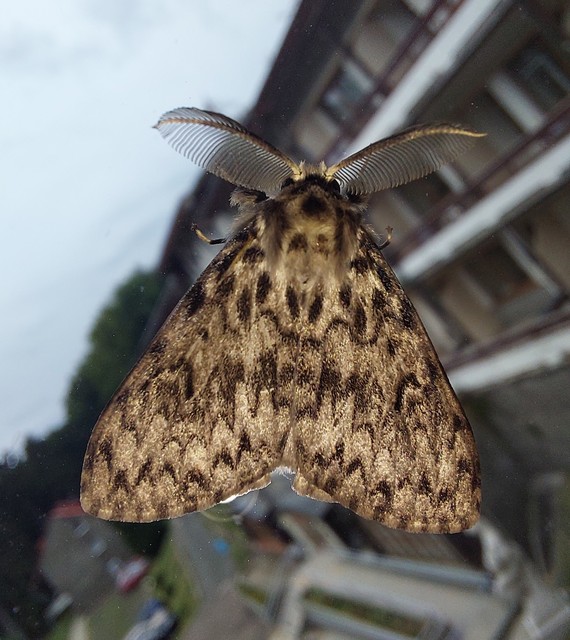 apácalepke - Lymantria monacha