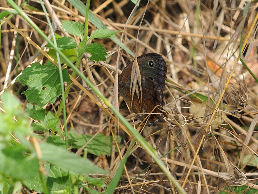 Minois dryas - fekete szemeslepke