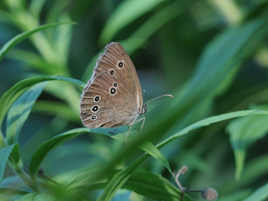 Aphantopus hyperanthus - közönséges ökörszemlepke