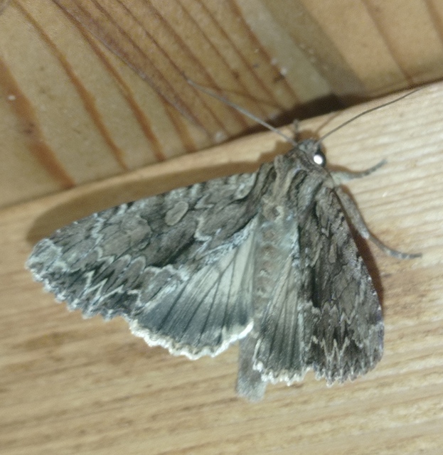 Apamea monoglypha - nagy dudvabagoly