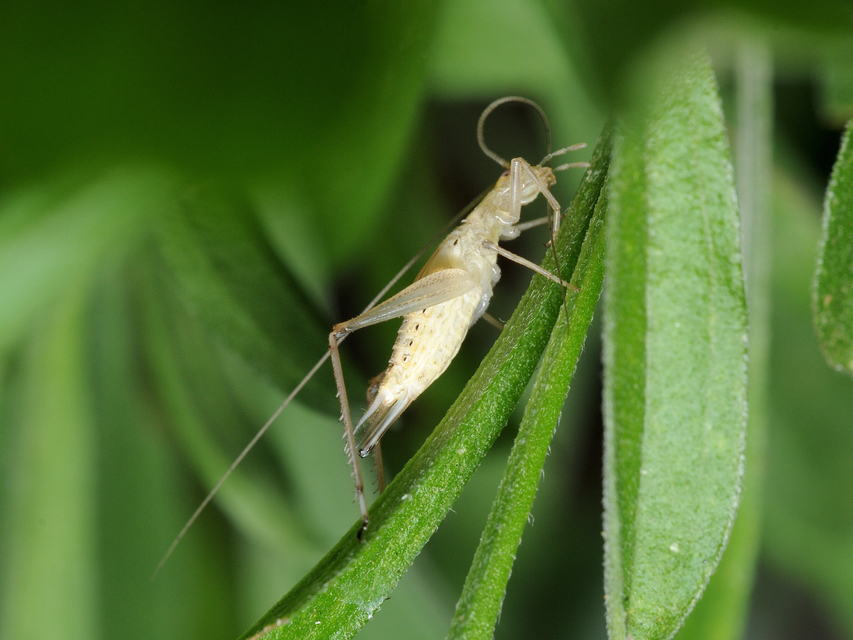 Oecanthus pellucens - pirregőtücsök