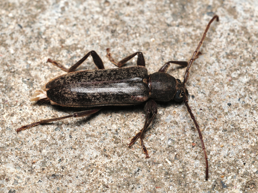Trichoferus campestris - szállóvendég éjicincér