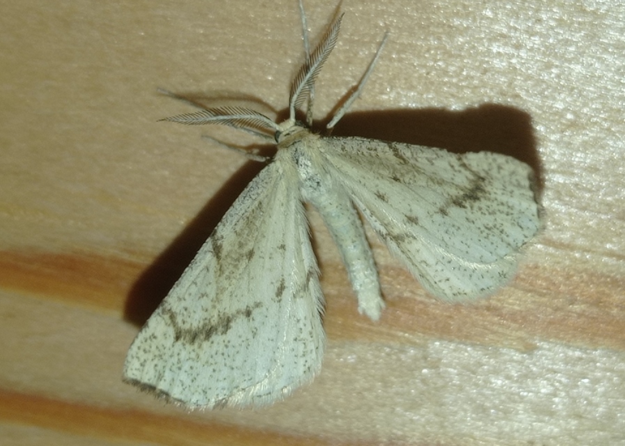 Hypoxystis pluviaria - hegyesszárnyú lápiaraszoló