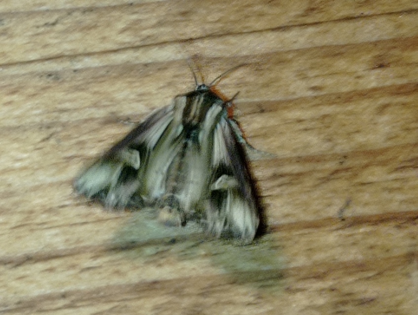 Actinotia polyodon - nagy sugarasbagoly