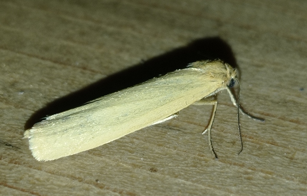 Eilema lutarella - narancsszínű zuzmószövő