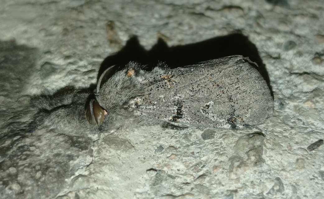 Gynaephora fascelina - vesszős szövő
