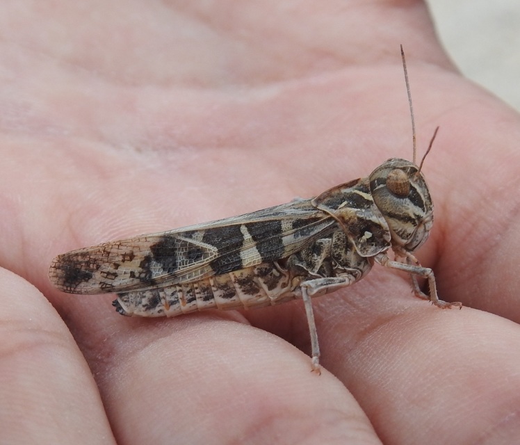 Oedaleus decorus - szalagos sáska