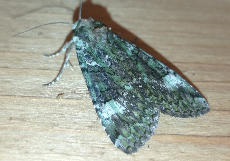 Anaplectoides prasina - zöld hegyibagoly