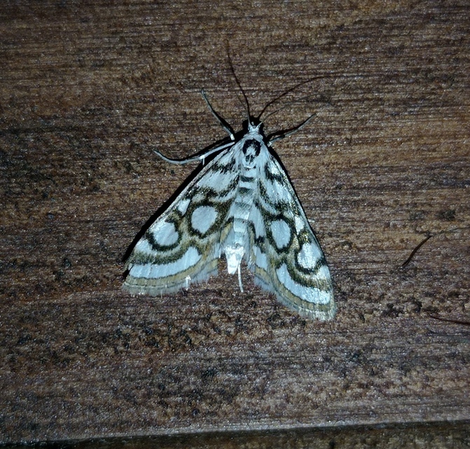Nymphula nitidulata - díszes vízimoly