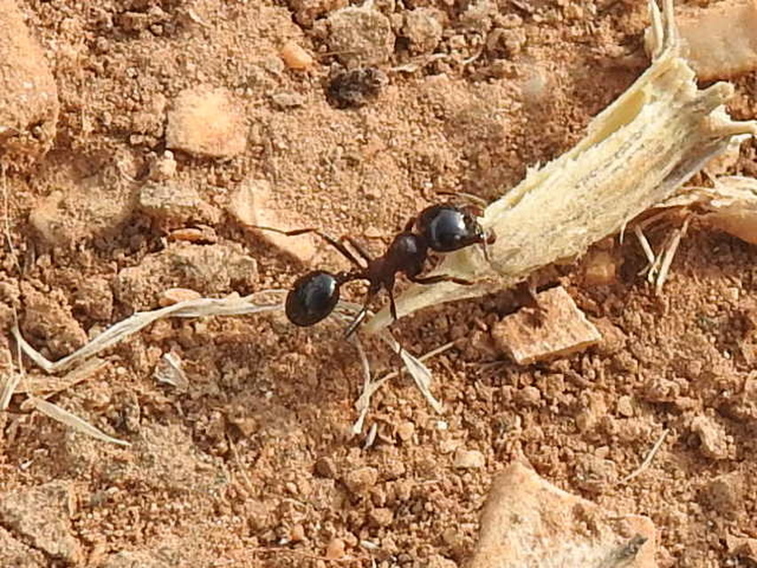 Messor wasmanni