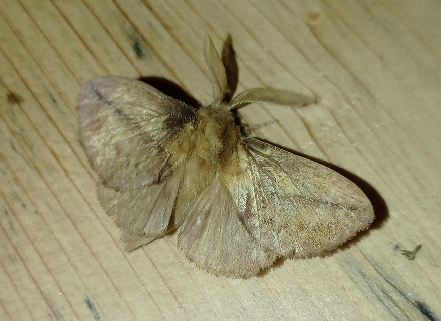 Euthrix potatoria - szomjas pohók
