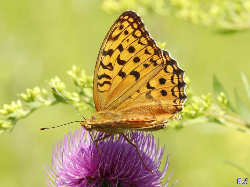 Argynnis adippe - ezüstös gyöngyházlepke