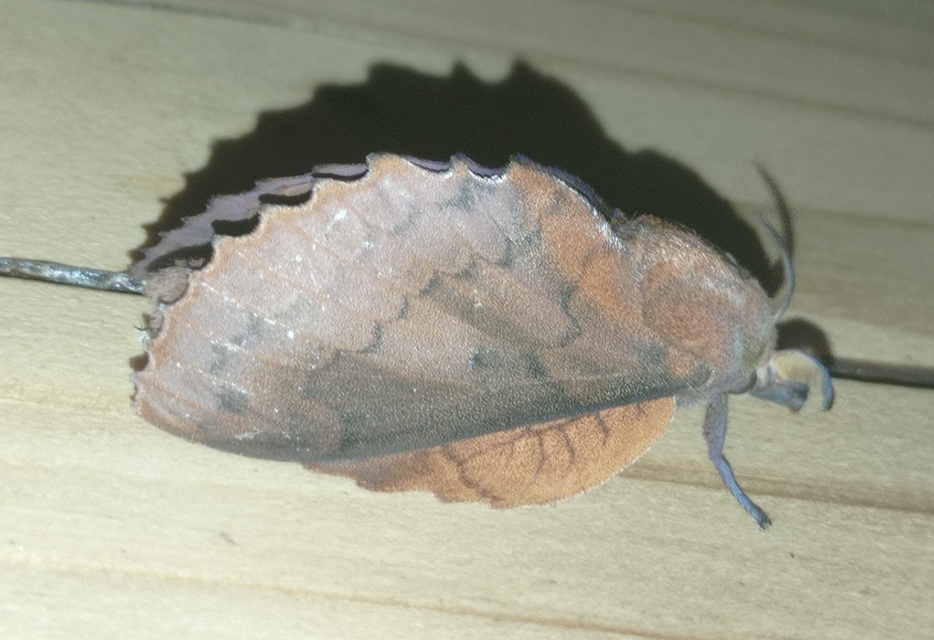 Gastropacha quercifolia - tölgylevélpohók