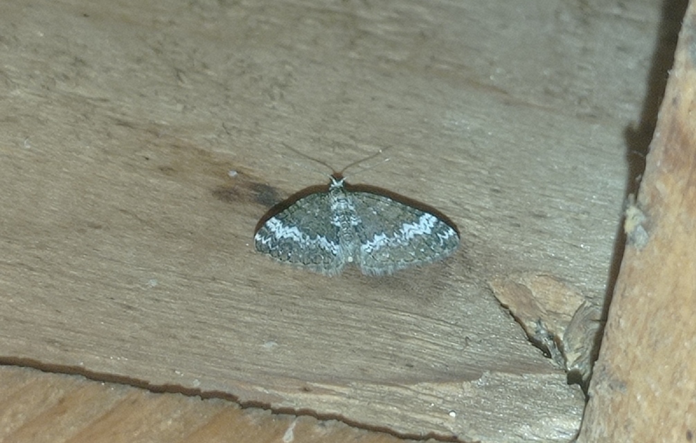 Perizoma alchemillata - árvacsalán-araszoló