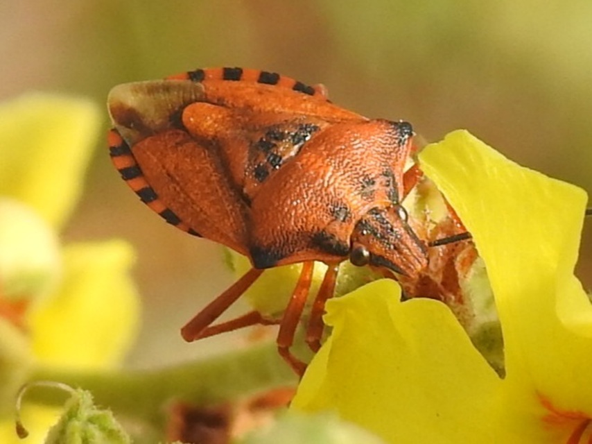 Carpocoris