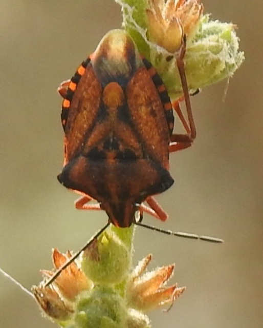 Carpocoris