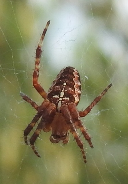 Araneus diadematus - koronás keresztespók