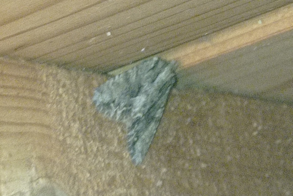 Apamea monoglypha - nagy dudvabagoly