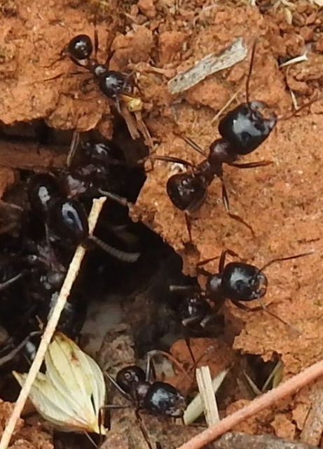 Messor wasmanni