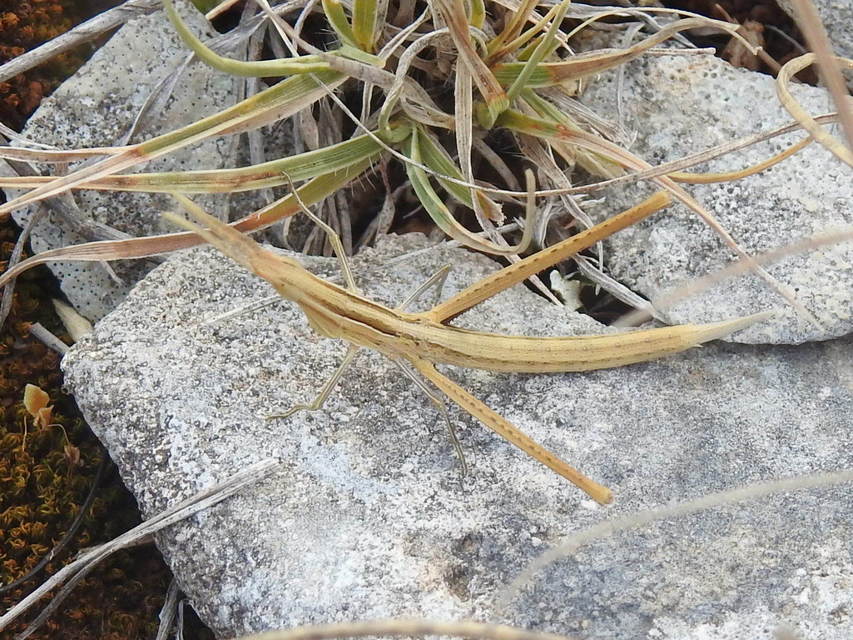 Acrida ungarica - sisakos sáska