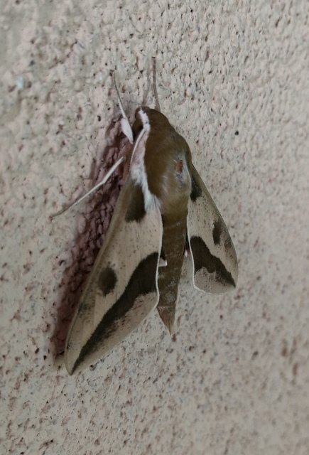 Hyles euphorbiae - kutyatejszender
